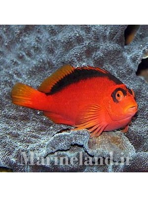 شاهین ماهی فلیم