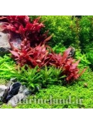 آلترنانترا رینکی مینی (Alternanthera reineckii Mini)