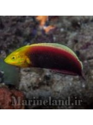 راس رادیانت