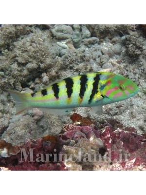 راس هاردویک