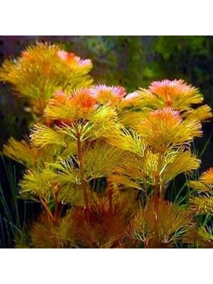 کابومبای فورکاتا (Cabomba furcata)