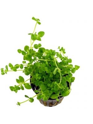 باکوپا استرالیس (Bacopa australis)