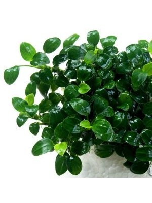 آنابیاس پتیت (Anubias Petite)