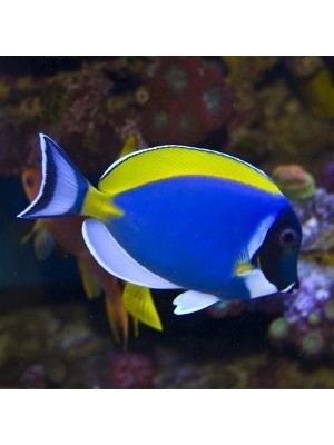 جراح پادربلو