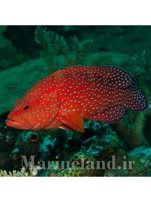 گروپر مینیاتوس