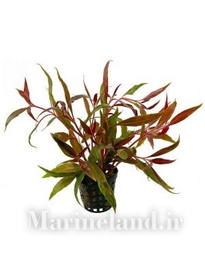آلترنانترا رینکی قرمز (Alternanthera reineckii RED)