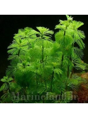 کابومبا کارولینیانا (Cabomba caroliniana)