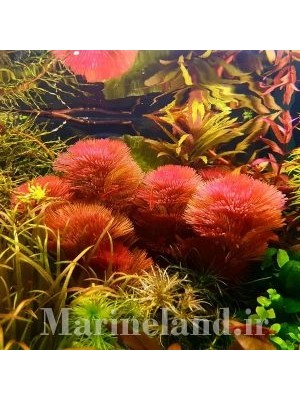 کابومبا قرمز (Cabomba piauhyensis)