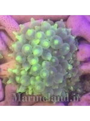 شقایق بابل  (Bubble Tip Anemone)