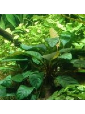 آنابیاس بارتری کافی فولیا (Anubias barteri Coffeefolia)