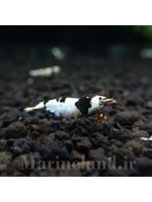 میگوی بلک کریستال