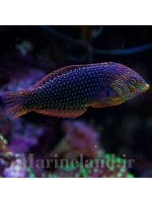 راس لئوپارد باشکوه 