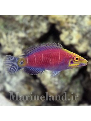 راس اسرار آمیز  