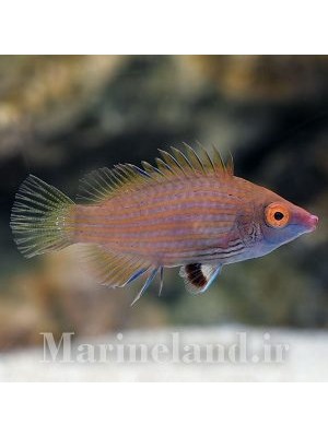 راس شکم خالدار  