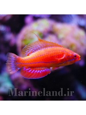 راس فلشر کارپنتری