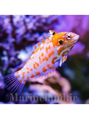 راس لئوپارد چوتی