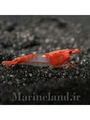 میگوی رد ریلی