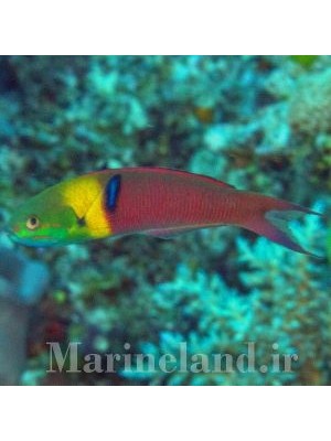 راس بلانت هد