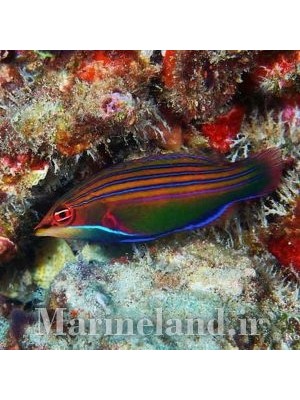 راس چهار خط  