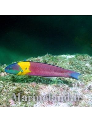 راس رنگین کمان کورتز