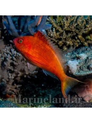 شاهین ماهی دم چنگکی