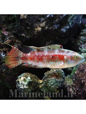 راس چلینوس دو خال  