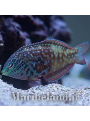 راس لئوپارد نادر