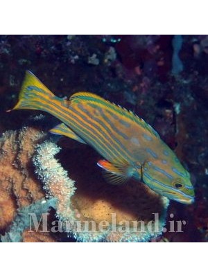 گروپر پولینی