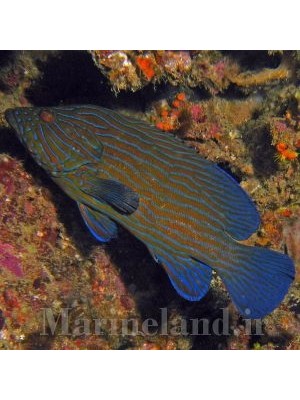 گروپر خط آبی