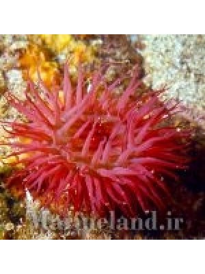 شقایق دانه ریز 