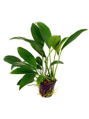 آنابیاس بارتری آنگاستیفولیا (Anubias barteri var. angustifolia)