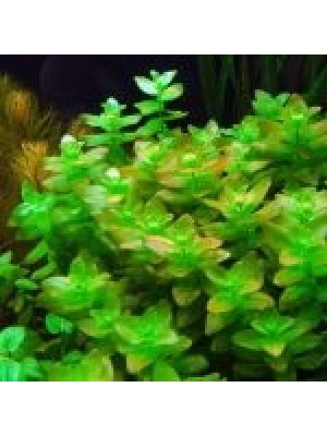 باکوپا کارولینیانا (Bacopa caroliniana)