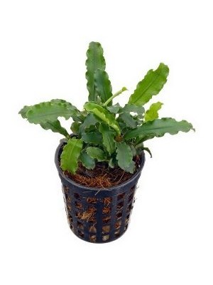 باسفلاندرای سبز مواج (Bucephalandra pygmaea)