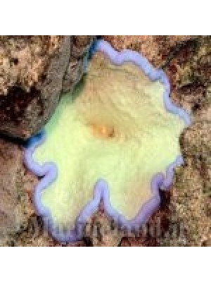 شقایق موکتی چسبناک  (Adhesive Sea Anemone)