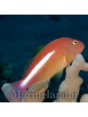 شاهین ماهی چشم هلالی