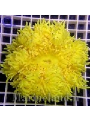 شقایق سبا  (Sebae Anemone)