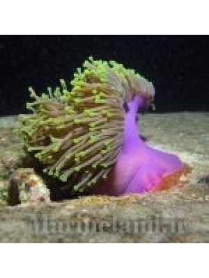 شقایق مگنفیکا  (Magnificent Sea Anemone)