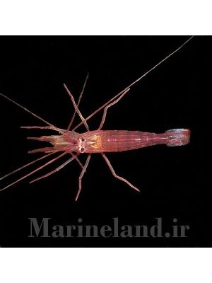 میگوی نعنایی (پپرمینت)