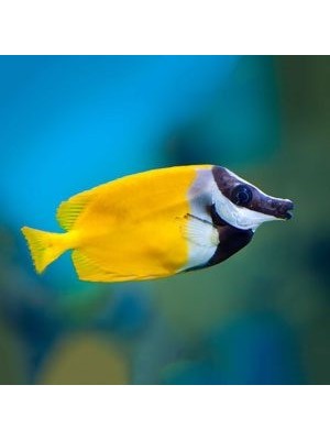 روباه ماهی زرد