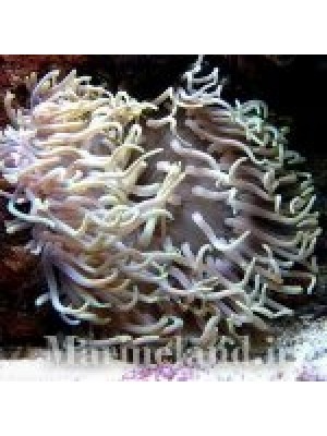 شقایق لانگ تنتاکل  (Long Tentacle Anemone)