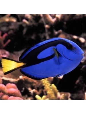 جراح بلو تانگ