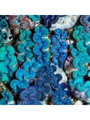 صدف ماکسیما