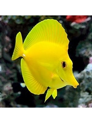 جراح زرد هاوایی