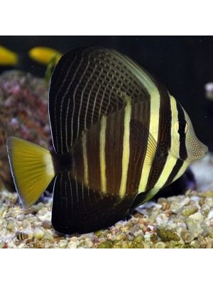 جراح ماهی بادبانی