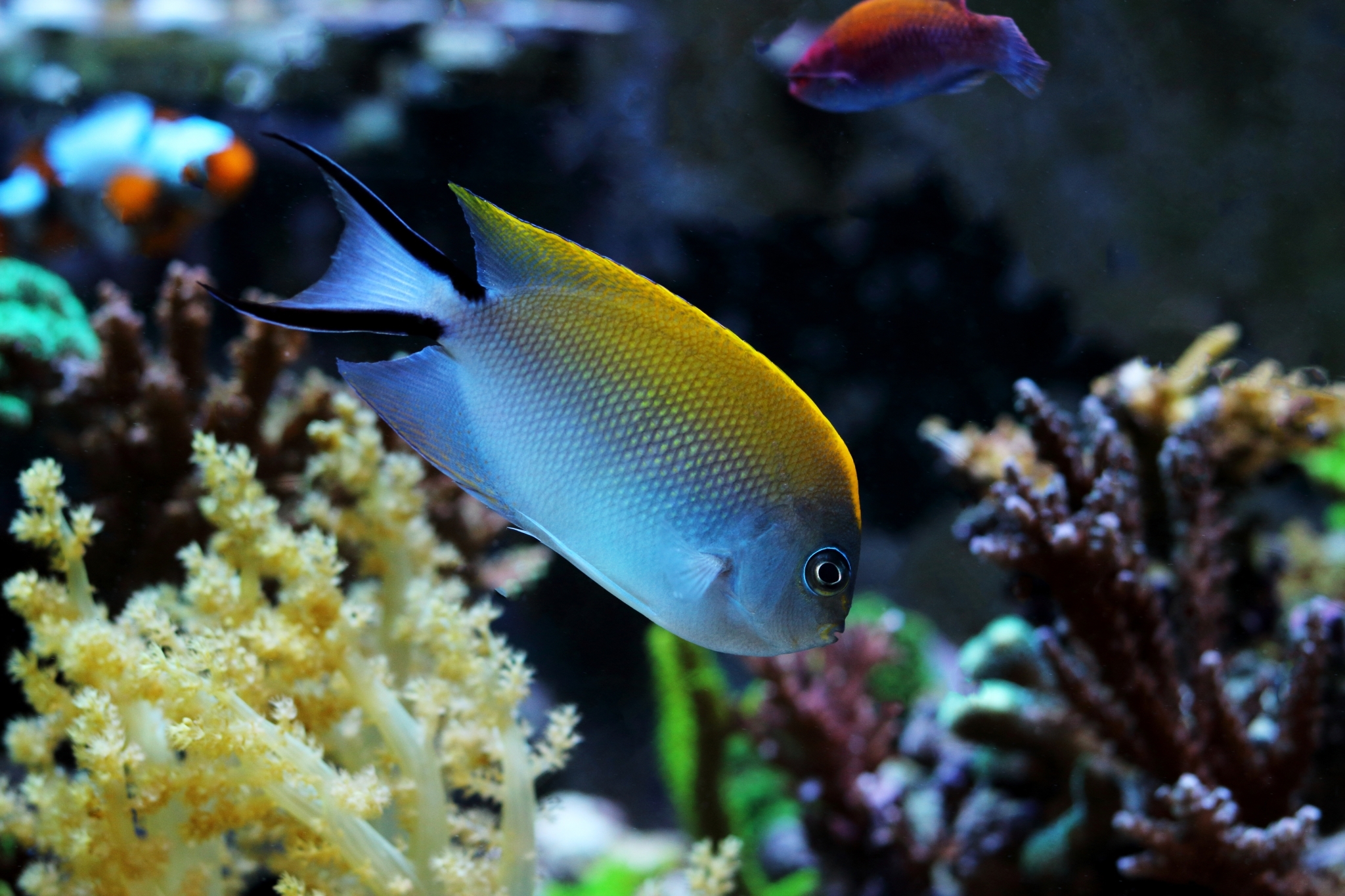 فرشته ماهی شکم خالدار