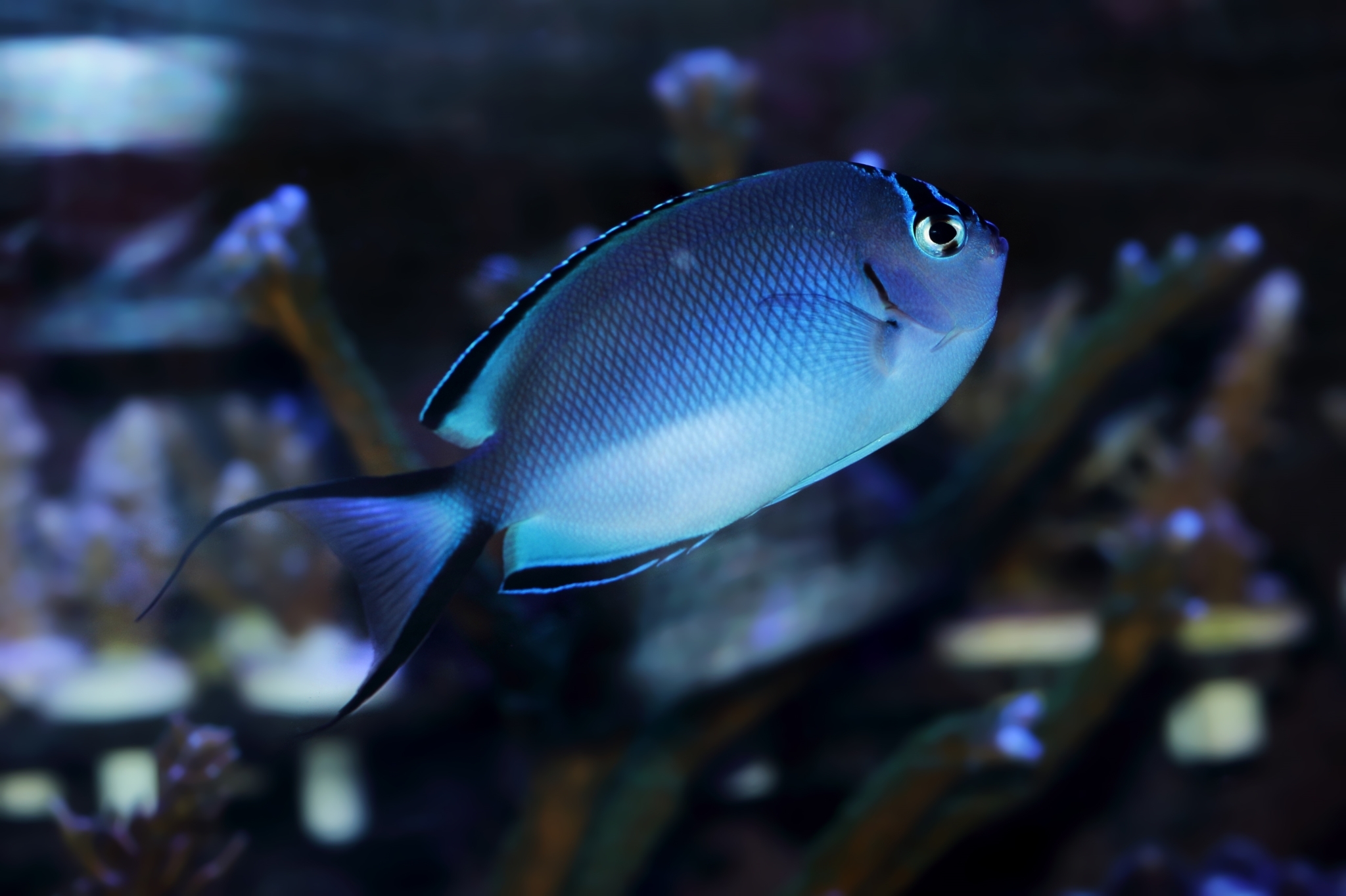 فرشته ماهی واتانابی ماده