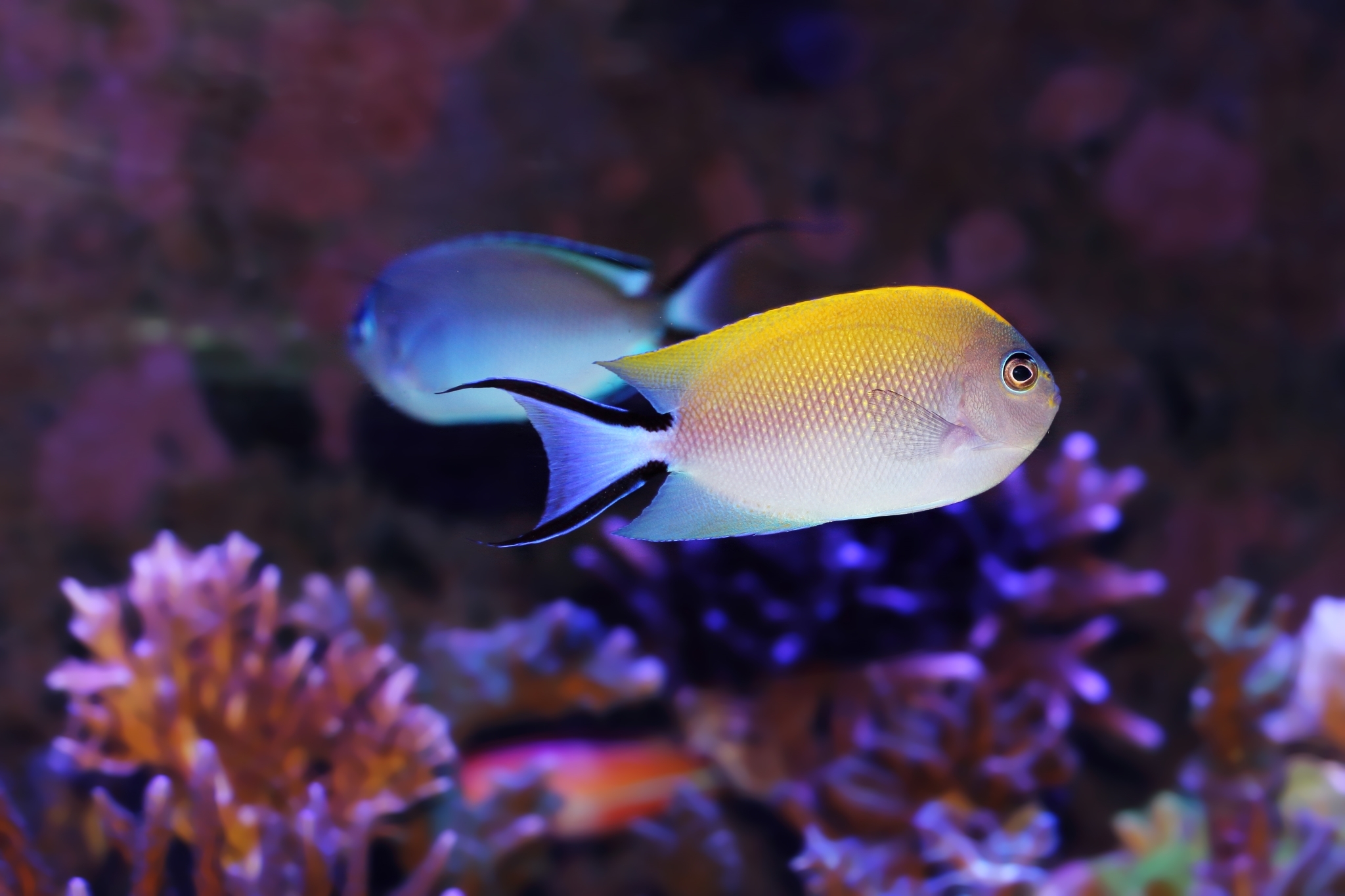 شکم ماهی خالدار