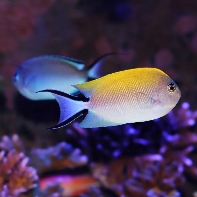 Genicanthusفرشته های دسته فرشته هایی واقعا ریف سیف – قسمت اول