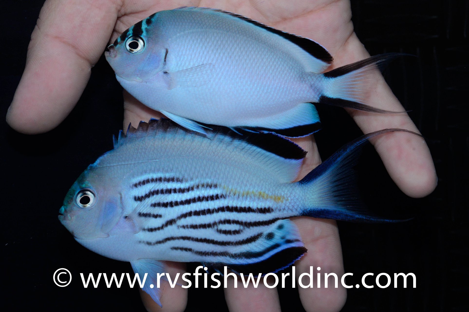 فرشته ماهی واتانابی نر و ماده