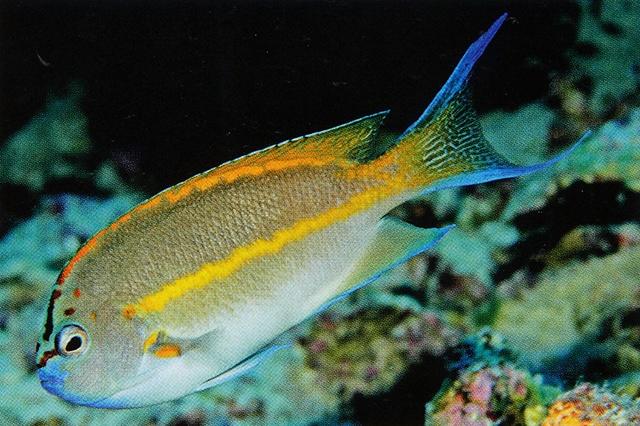 فرشته ماهی بلوسای نر